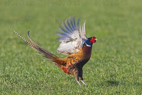 Common pheasant