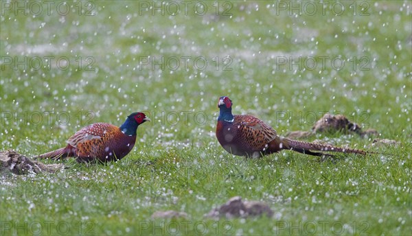 Two common pheasant