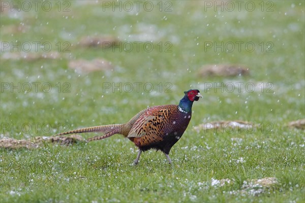 Common pheasant