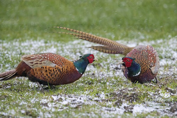 Common pheasant