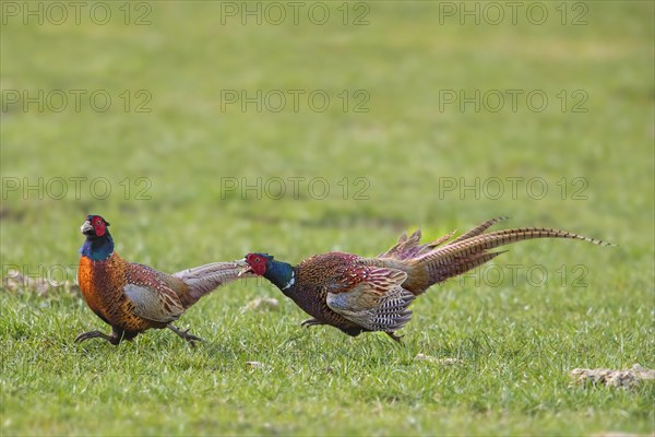 Common pheasant