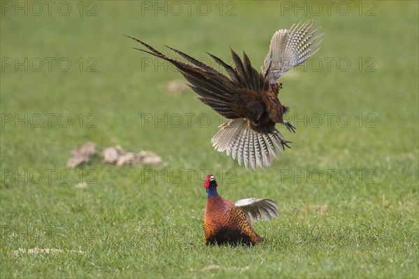 Common pheasant