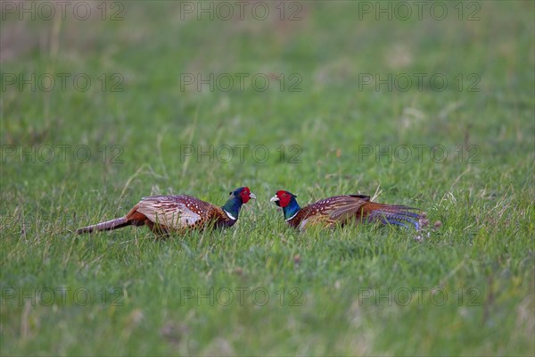 Common Pheasant