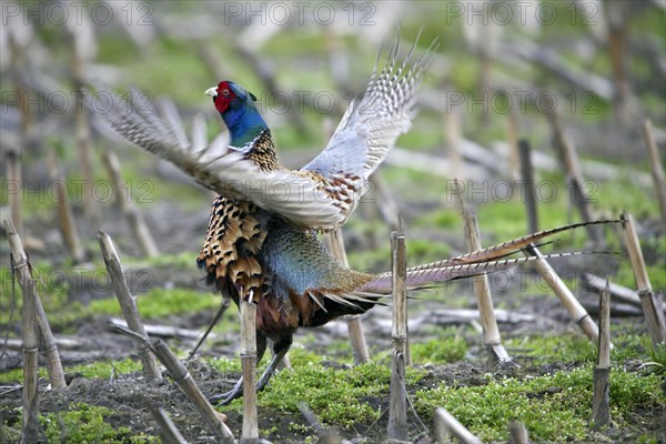 Common Pheasant