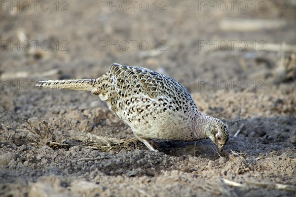 Common pheasant