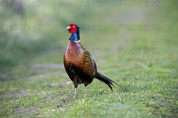 Common Pheasant