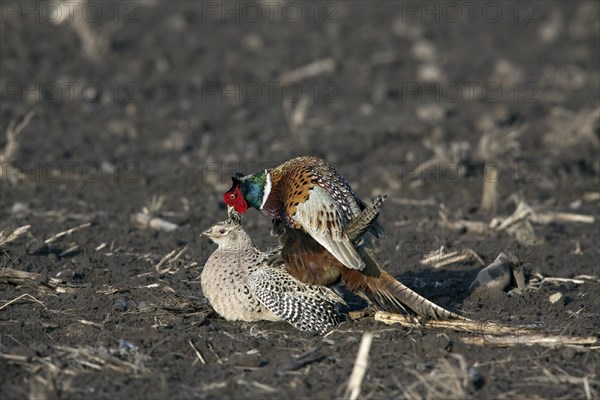 Common pheasants