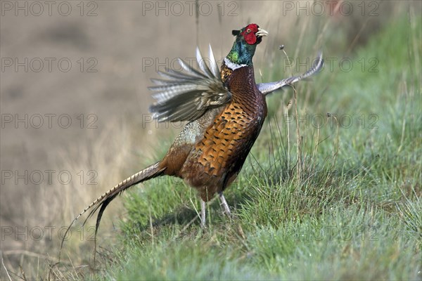 Common Pheasant