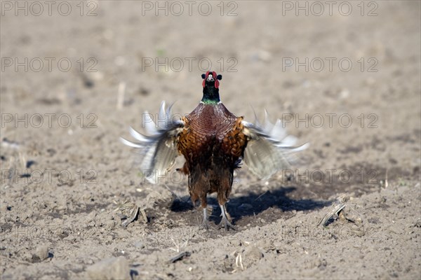 Common Pheasant