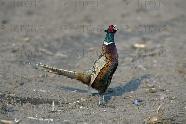 Common Pheasant