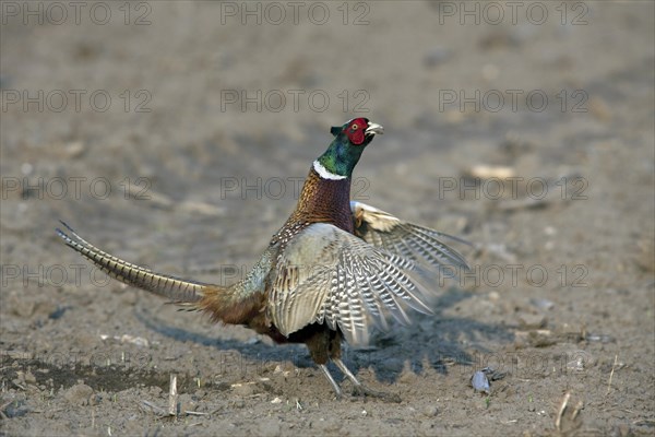 Common Pheasant