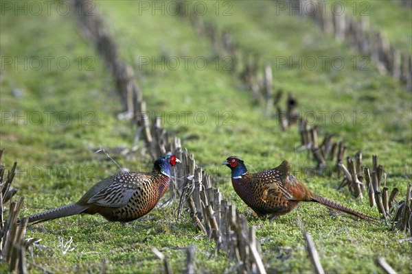 Two Common pheasant