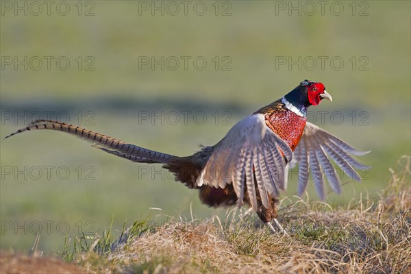 Common pheasant