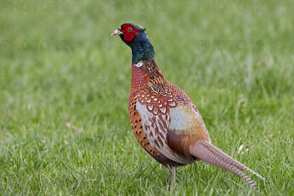 Common pheasant