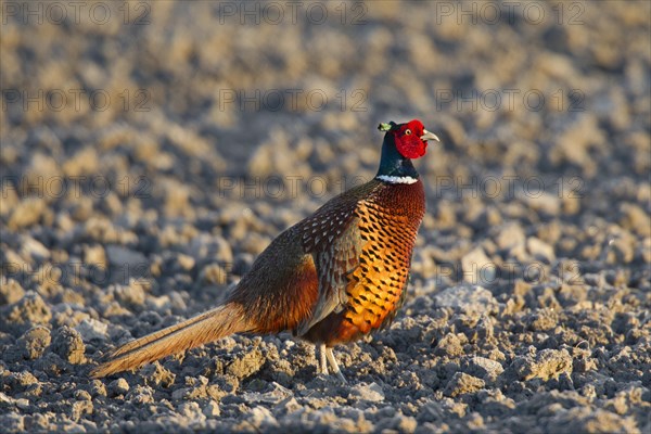 Common pheasant