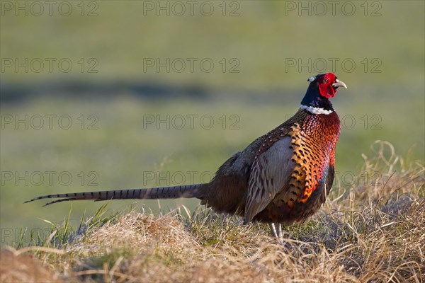 Common pheasant