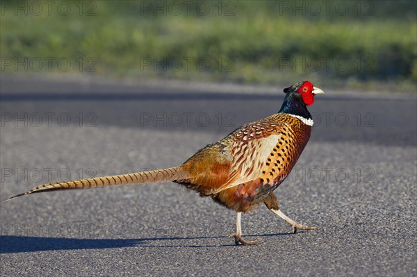 Common pheasant