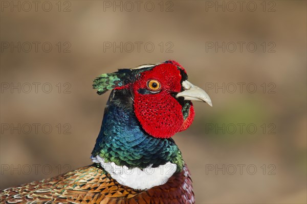 Common pheasant