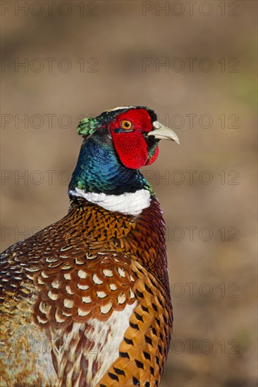 Common pheasant