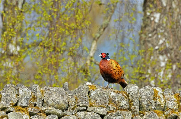 Common Pheasant