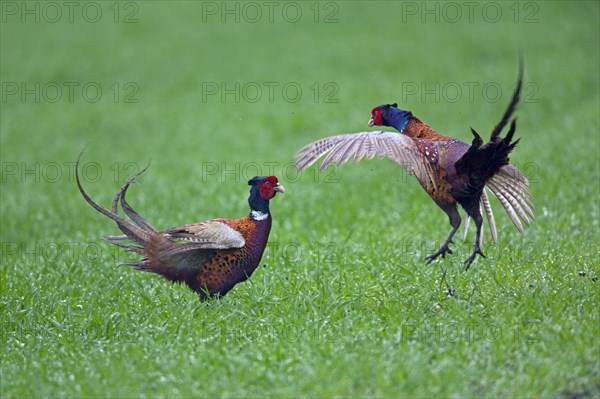 Common pheasant