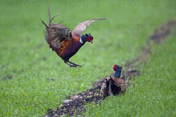 Common pheasant