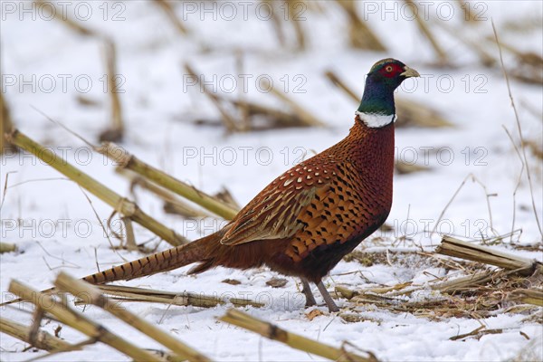 Common pheasant