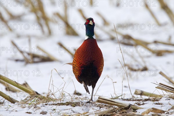 Common pheasant