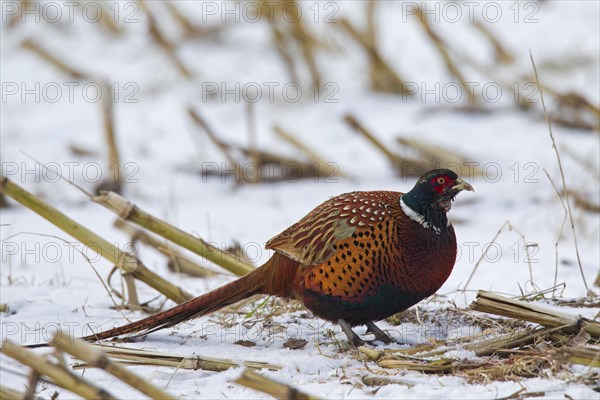 Common pheasant