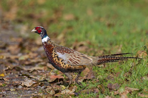 Common pheasant