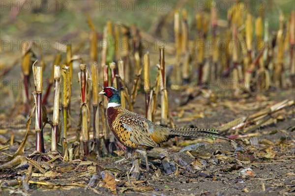 Common pheasant