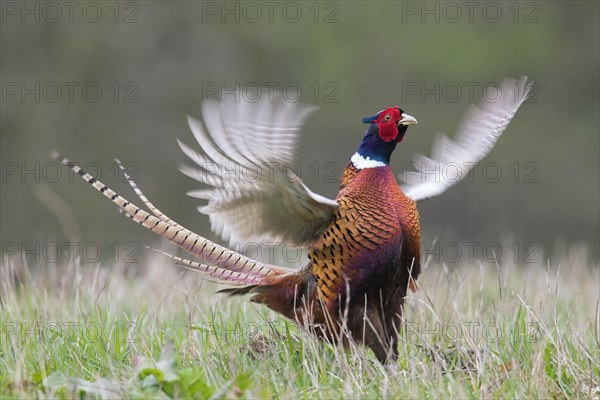 Common pheasant