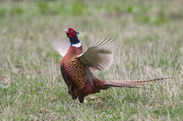 Common pheasant