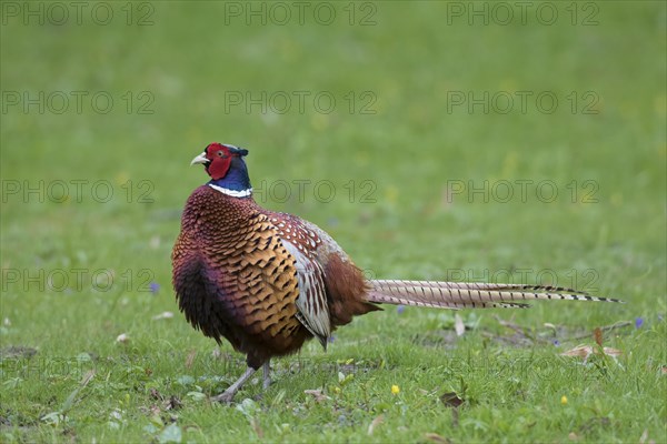 Common pheasant