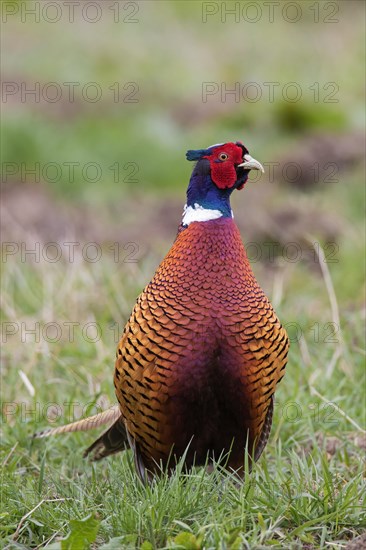 Common pheasant