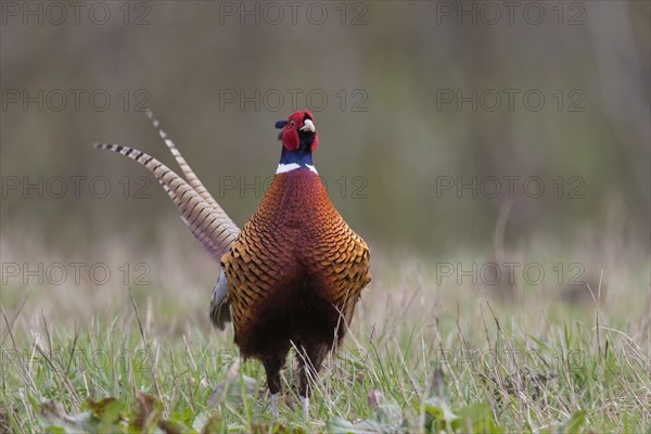 Common pheasant