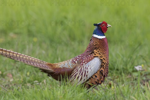 Common pheasant