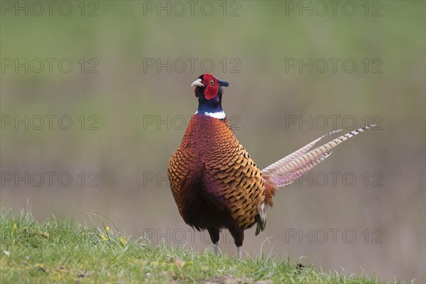 Common pheasant