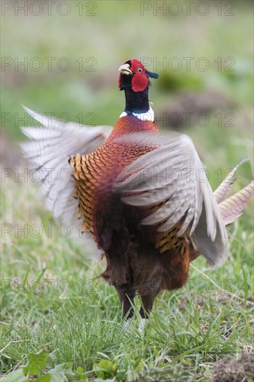 Common pheasant