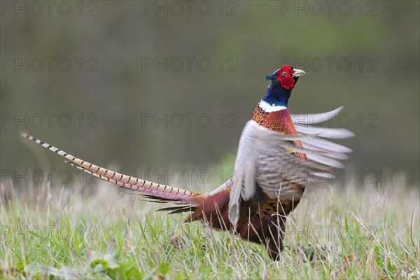 Common pheasant