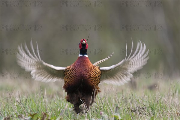 Common pheasant