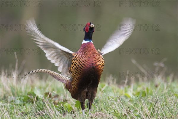 Common pheasant