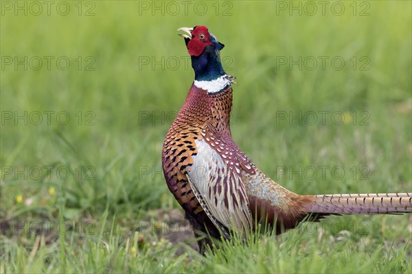 Common pheasant