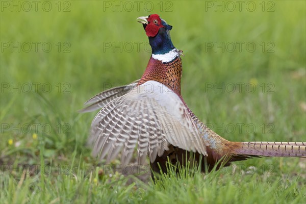 Common pheasant