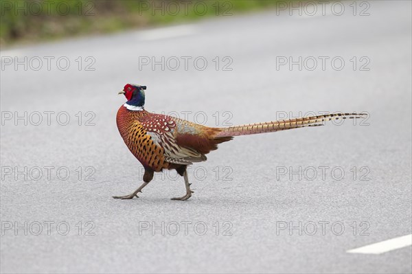 Common pheasant