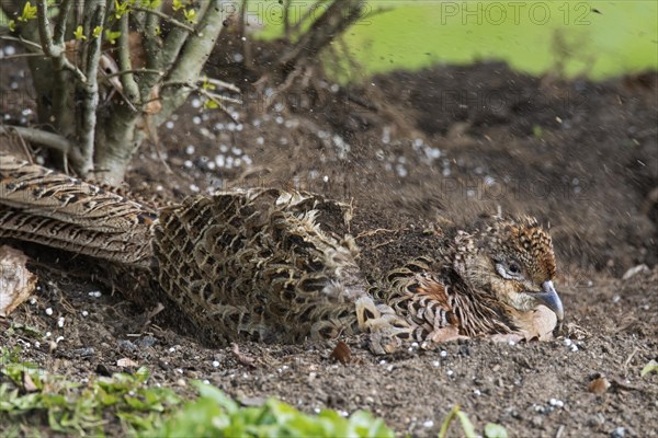 Common pheasant