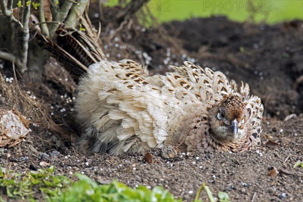 Common pheasant