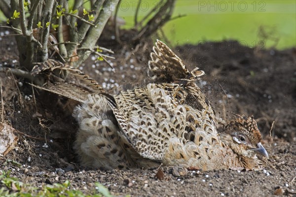 Common pheasant