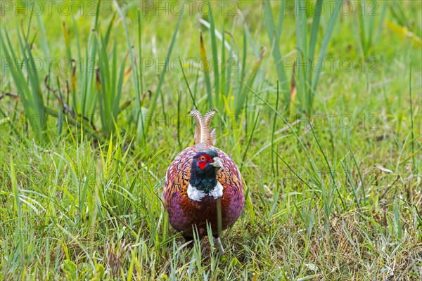 Common pheasant