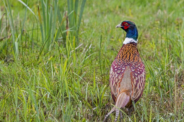 Common pheasant